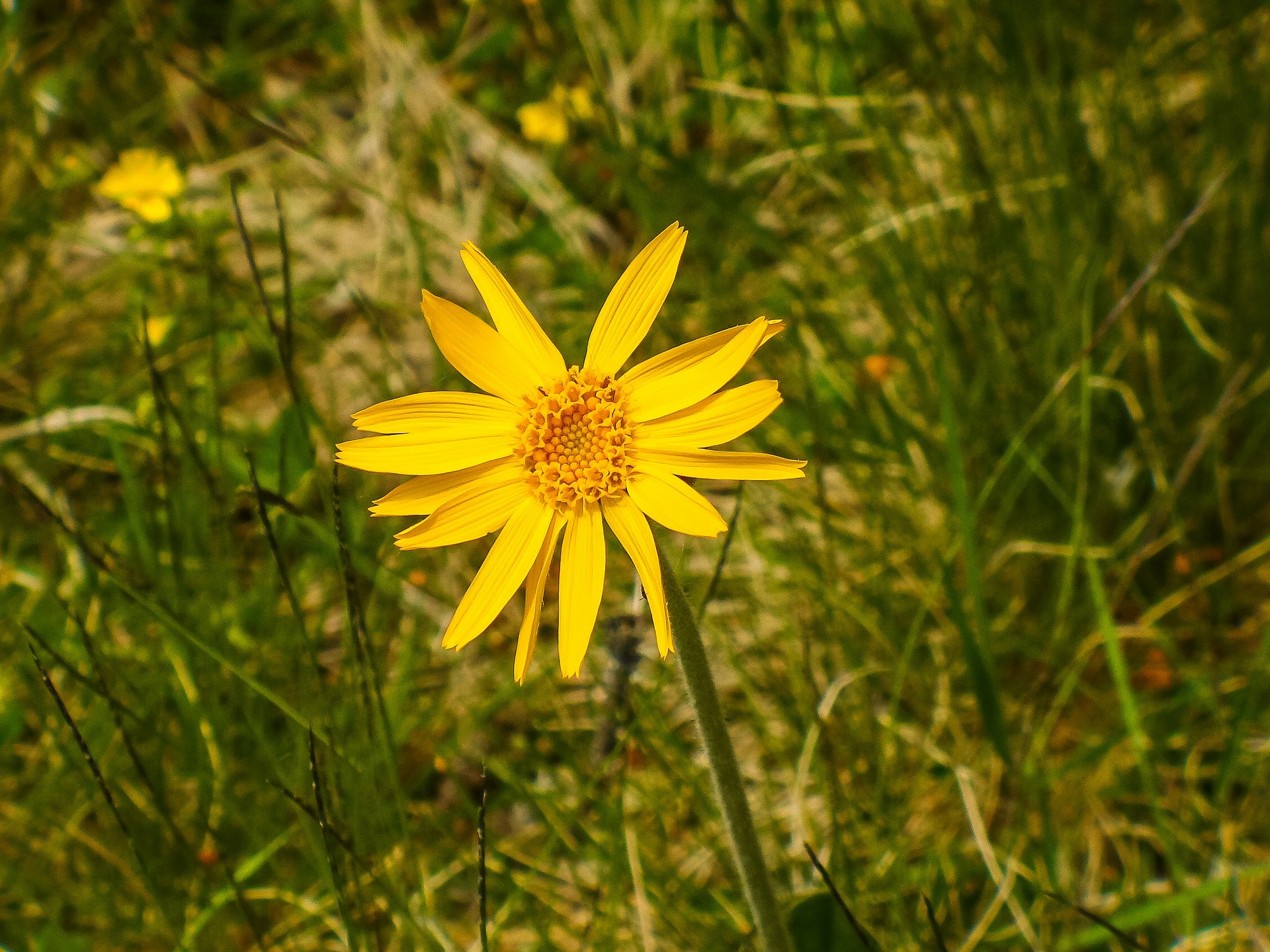 Gel Absolüt Arnica - Ecchymoses et douleurs articulaires - A.Vogel